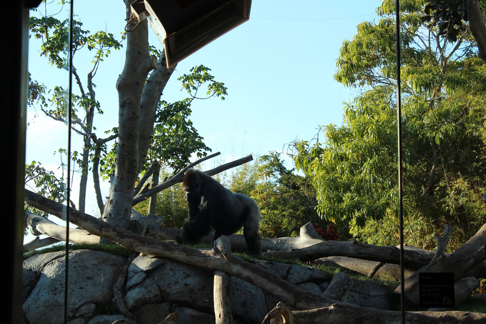 San Diego Zoo Part II 153